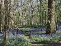 Bluebell Woods